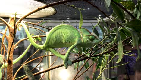 chameleon clinging to a branch