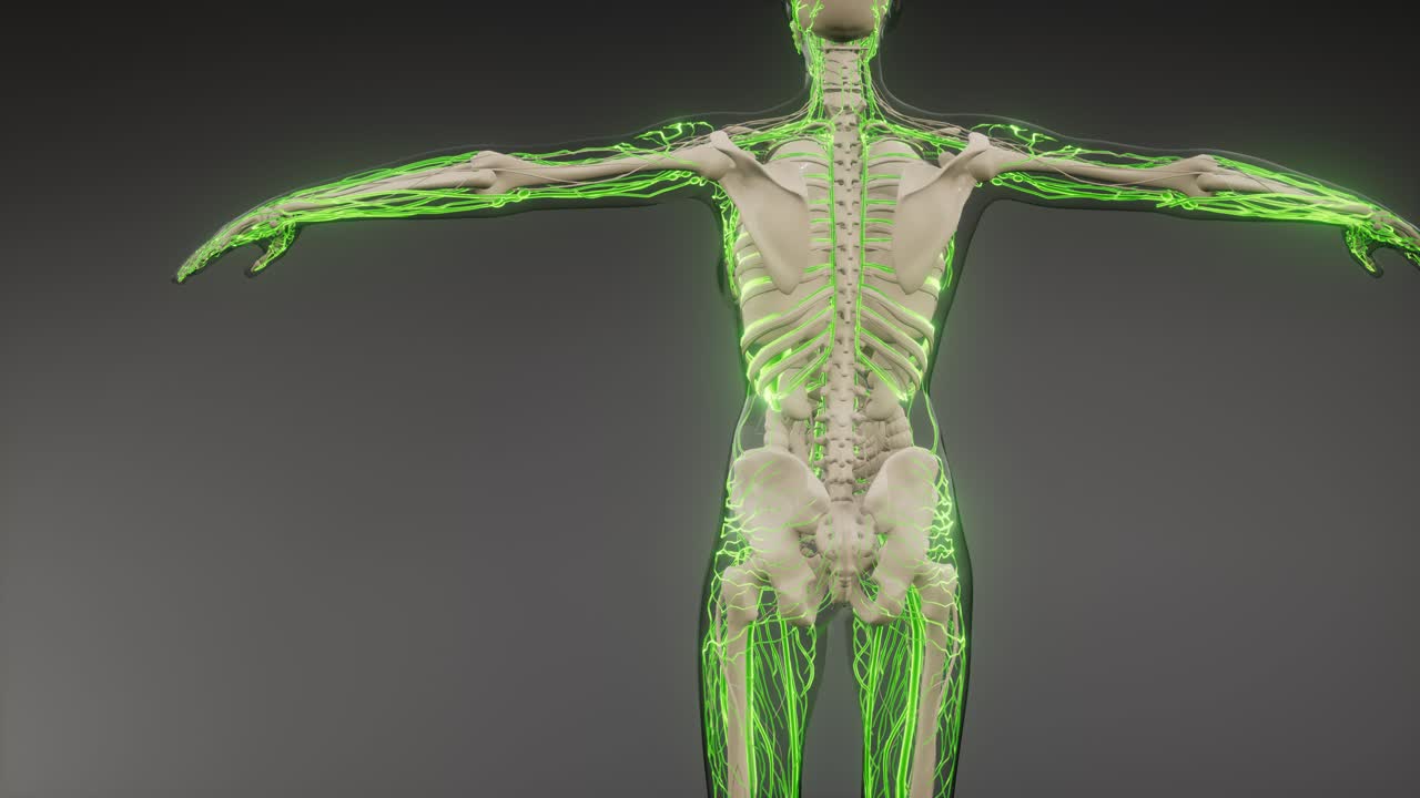 vasos sanguíneos del cuerpo humano