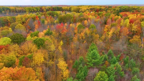 High-angle-view-of-leaves-at-various-change-points