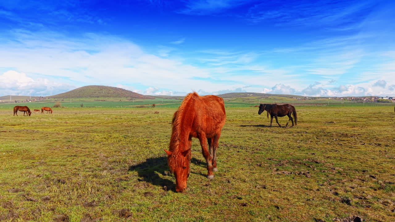 Primo piano di un cavallo marrone che pascola in un prato verde. Veduta laterale di un cavallo baio che mangia erba in un ampio pascolo con colline sullo sfondo.