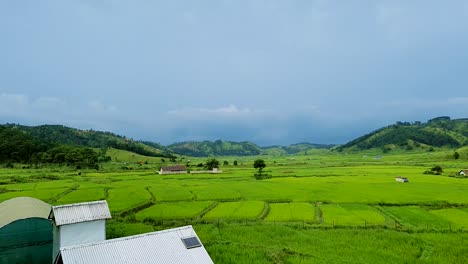 Arrozales-Verdes-Con-Fondo-De-Montaña-Y-Cielo-Nublado-Por-La-Mañana