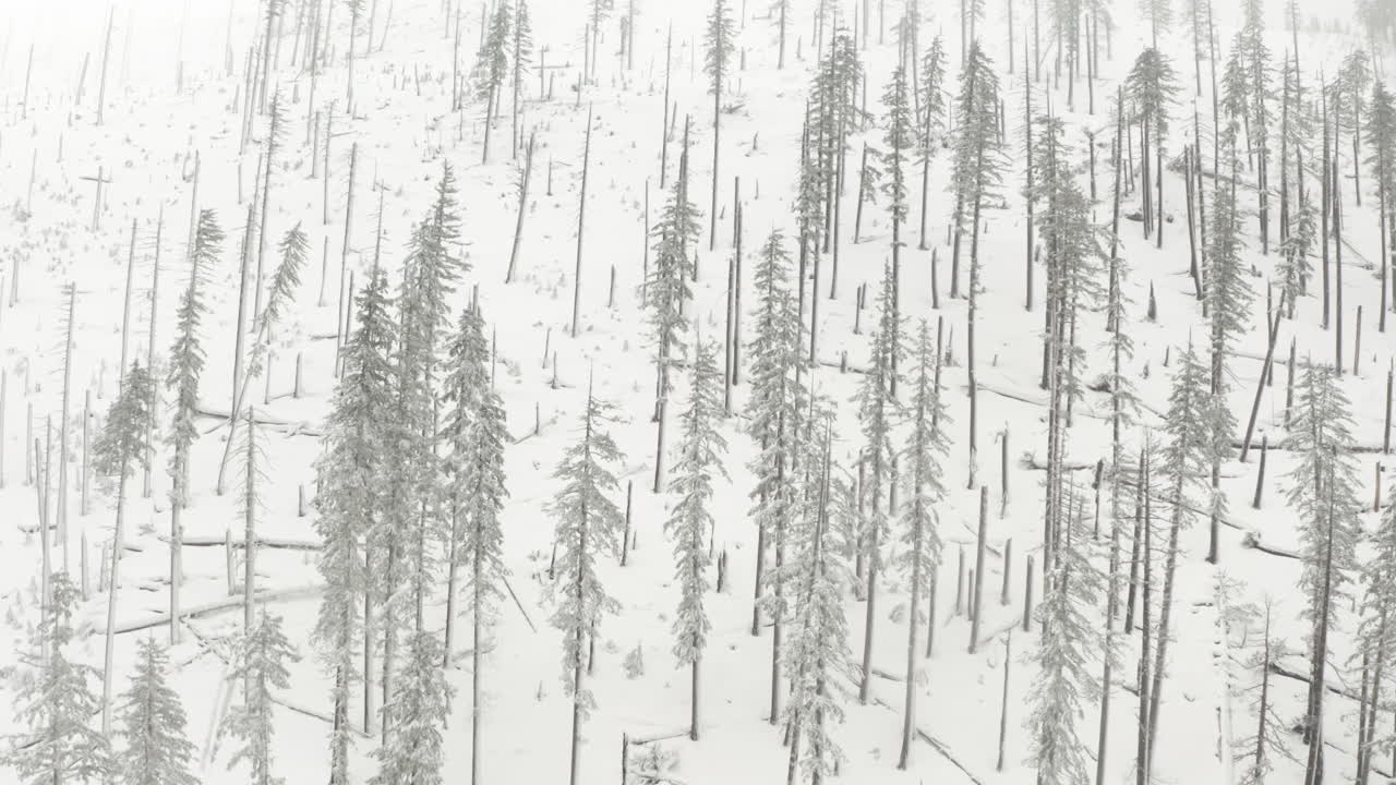 눈으로 뒤덮인 불탄 숲의 드문드문한 나무 위로 공중 발사