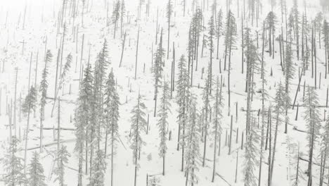 Aerial shot over sparse trees in a burned forest covered in snow