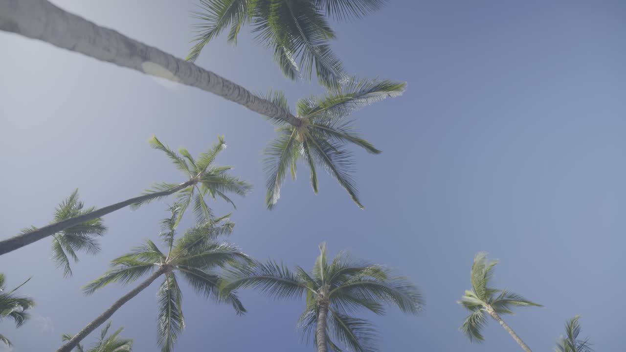View from the ground, looking up at tall Palm Trees on the beach in Hawaii