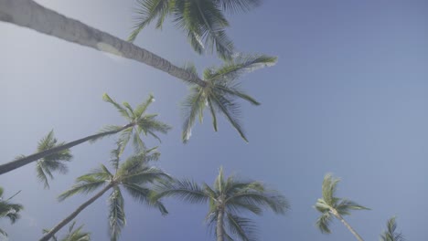 View-from-the-ground,-looking-up-at-tall-Palm-Trees-on-the-beach-in-Hawaii