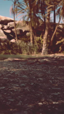 palmeras en un oasis del desierto