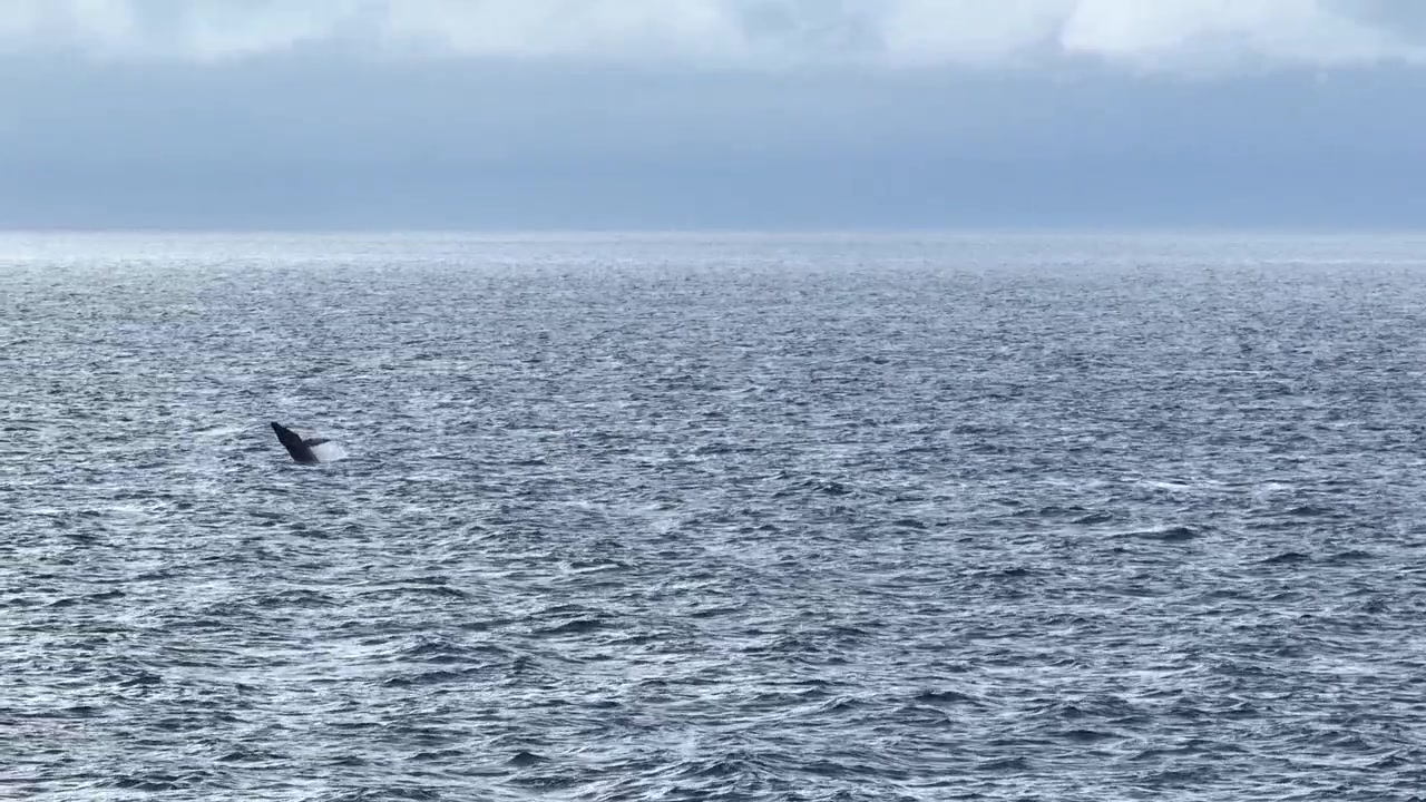 Un balenottero e la mamma balena che saltano fuori dall'Oceano Pacifico.