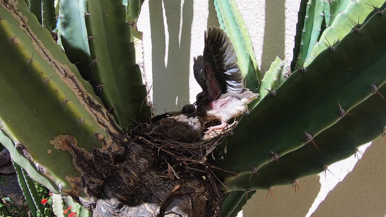 POV fast approach on bird nest with baby birds, Scottsdale, Arizona