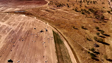 agricultural machinery on brown farm land after harvesting crop, aerial tilt up