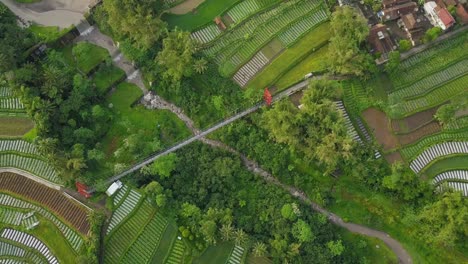 Aerial-rotating-top-shot-of-suspension-bridge-named-JOKOWI-bridge