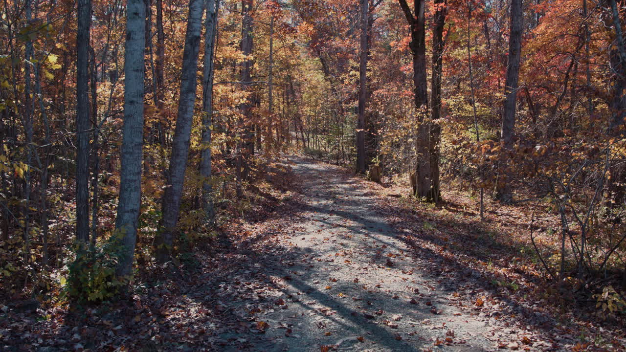 오렌지 잎 을 가진 가을 의 숲