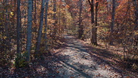 autumn forrest with orange leaves