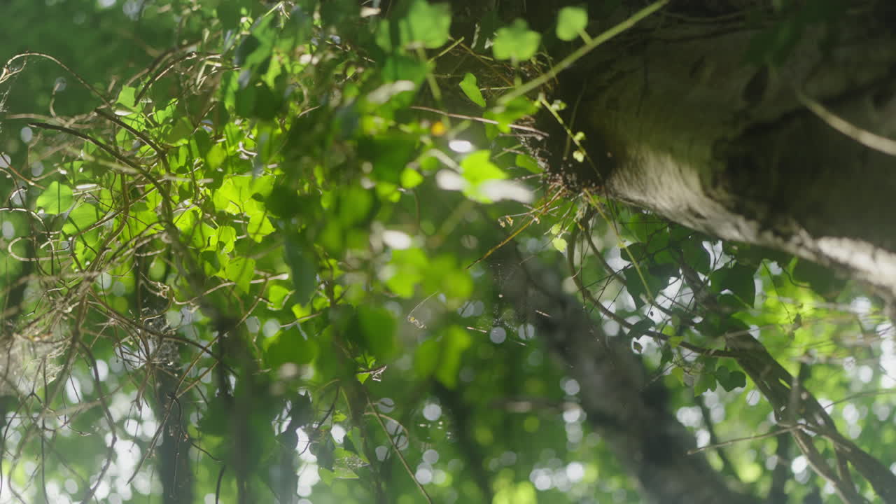 Forest woodland ivy with sunlight