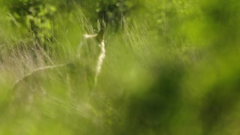 un lobo en un campo de hierba