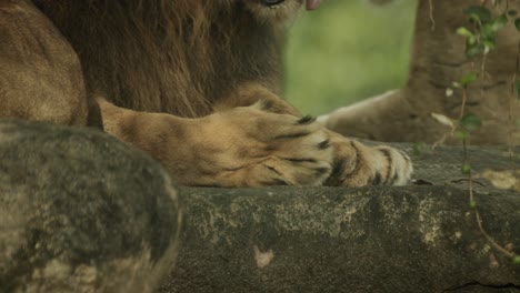 close up shot of lion paw, beautiful slow motion