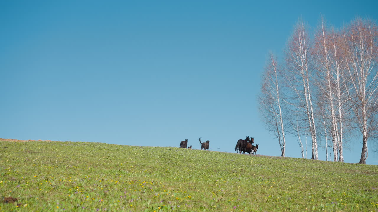 Cavalli con puledri corrono lungo il campo verso betulle spoglie su una collina