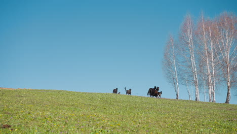 horses with colts run along field to bare birches on hill