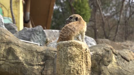 Una-Suricata-Se-Sienta-En-La-Piedra-Superior-Como-Un-Supervisor-Mirando-Con-Cautela-Hacia-Los-Lados-V2