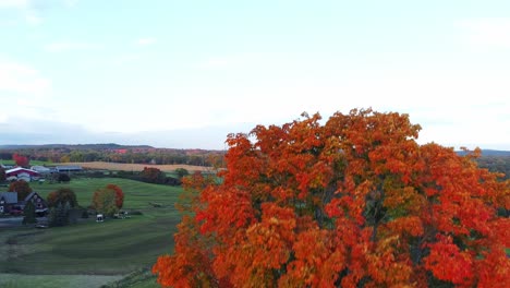 trees of red and orange filmed during fall with a drone