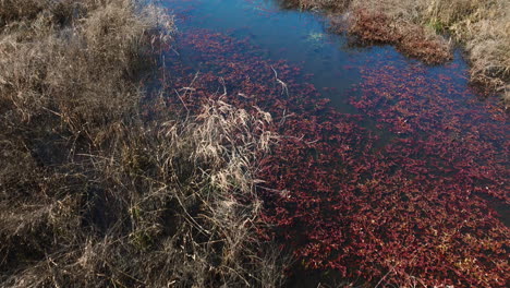 contrasting autumn foliage in bell slough wildlife management area, arkansas, aerial view