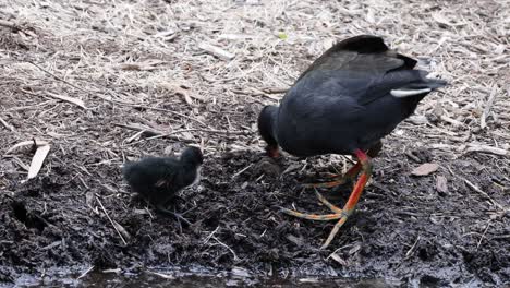 adult bird feeding its young chick outdoors