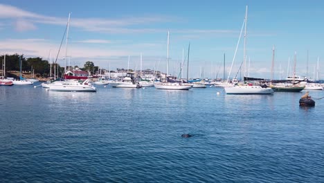 Gimbal-wide-panning-shot-from-a-boat-of-a-sea-otter-lying-on-its-back-in-the-marina-in-Monterey,-California