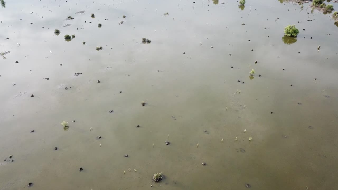 Vögel fliegen in Feuchtgebieten
