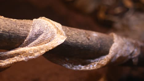 snake skin on a log