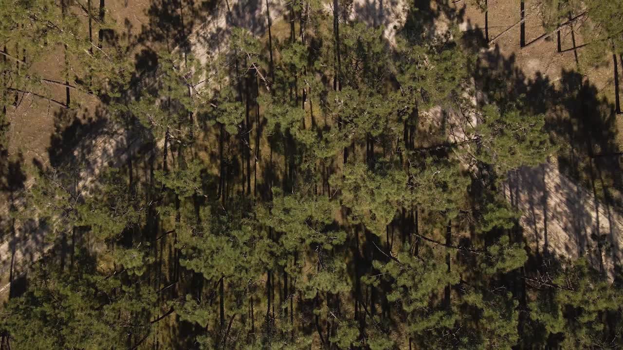 drone 4k volando sobre el dosel de un bosque de pinos, 60fps