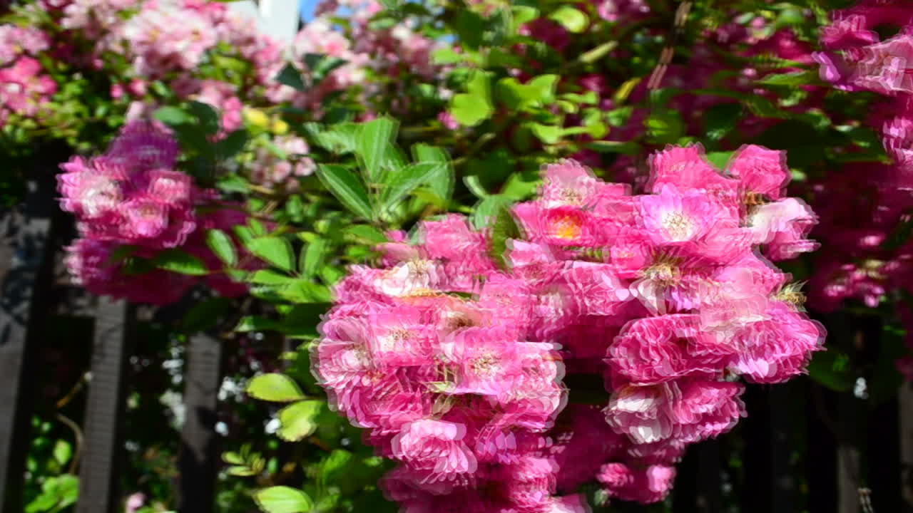 Roses on a fence. Shooting in the summer, flowers