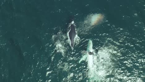 avistamiento de ballenas jorobadas en la costa de sydney