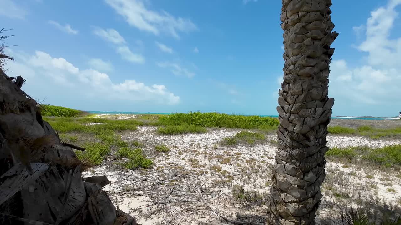 세 가지 종류의  ⁇ 나무  ⁇ 질,  ⁇ 나무의 상부 줄기의 세부 사항, 해변 배경, cayo de agua