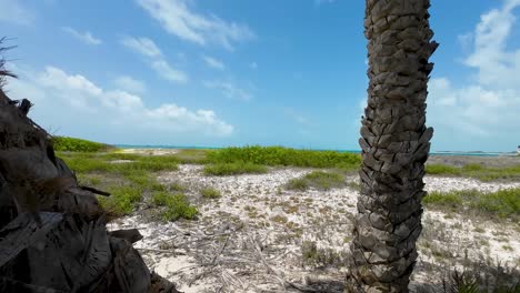 three types of palm bark, detail of upper trunk of palm trees, beach background, cayo de agua