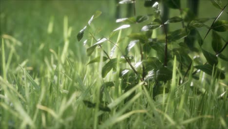 fresh green grass on the forest