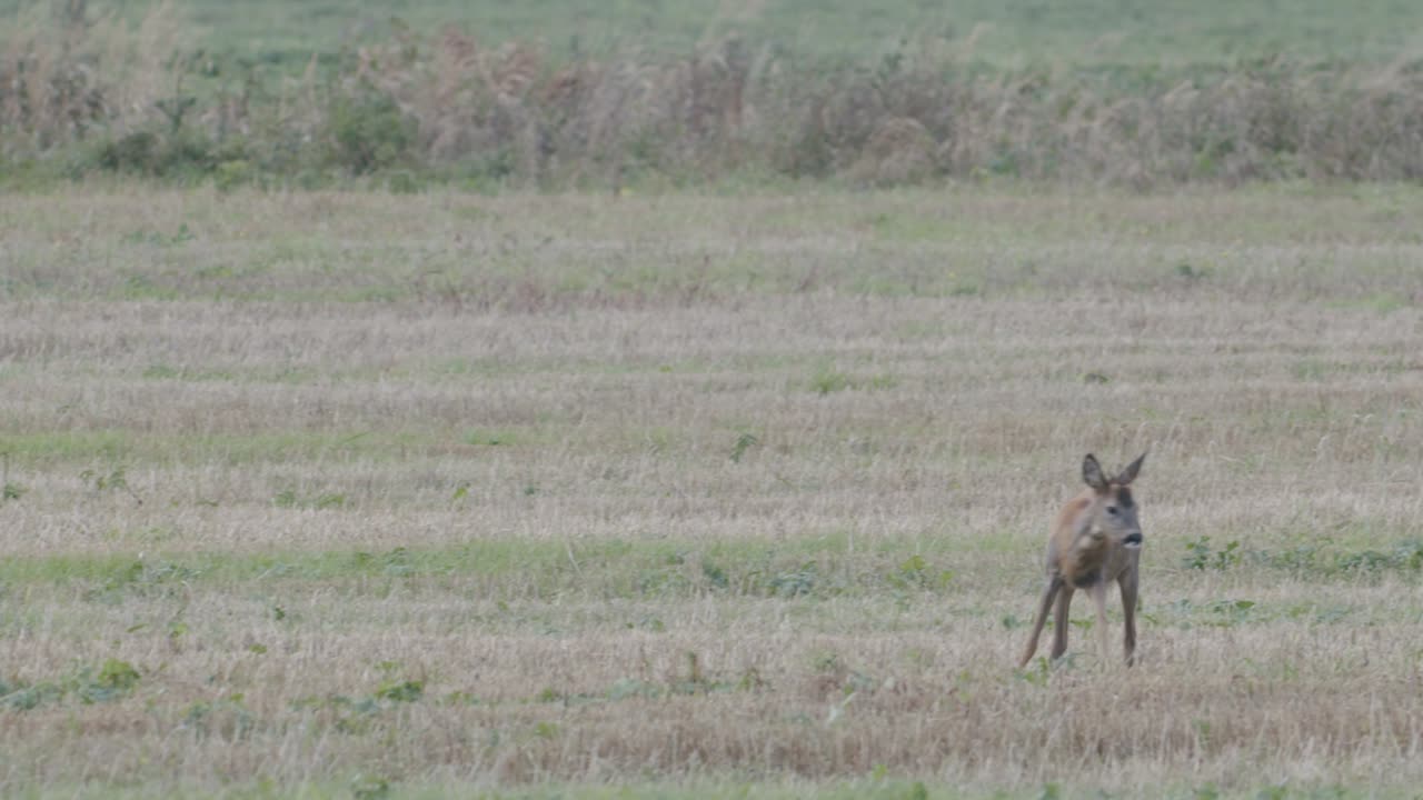 건초 롤 먹는 노루 사이 새벽 황혼 저녁 가을 빛에 노루
