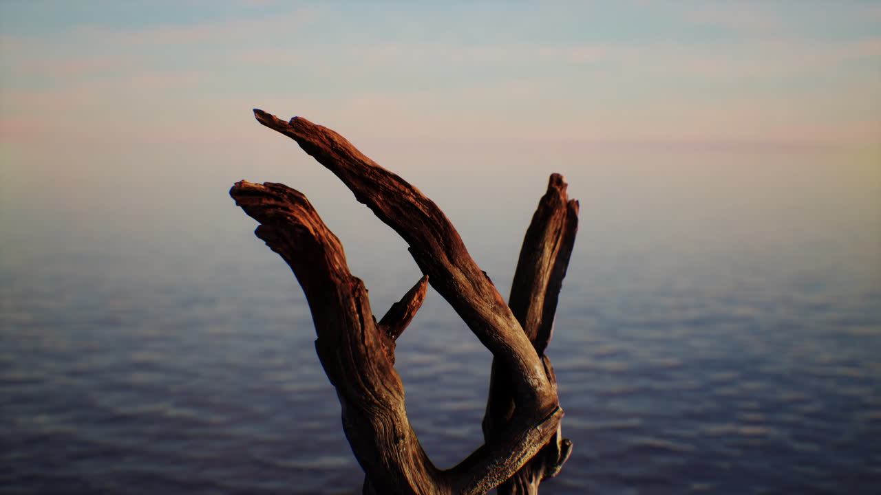 madera a la deriva en una playa al atardecer