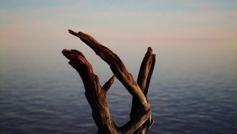 driftwood on a beach at sunset