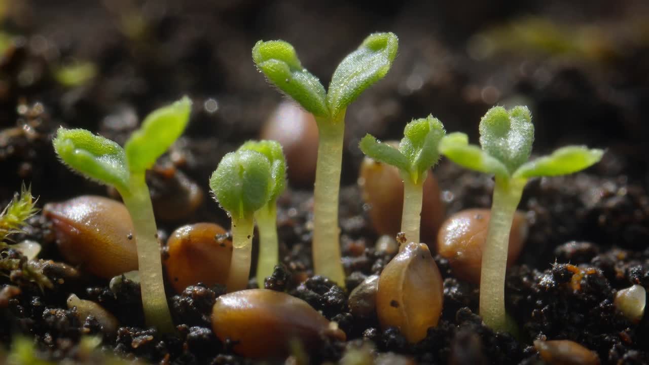 Sprouting seedlings pushing upward from moist potting soil, with brown kernels and green cotyledons