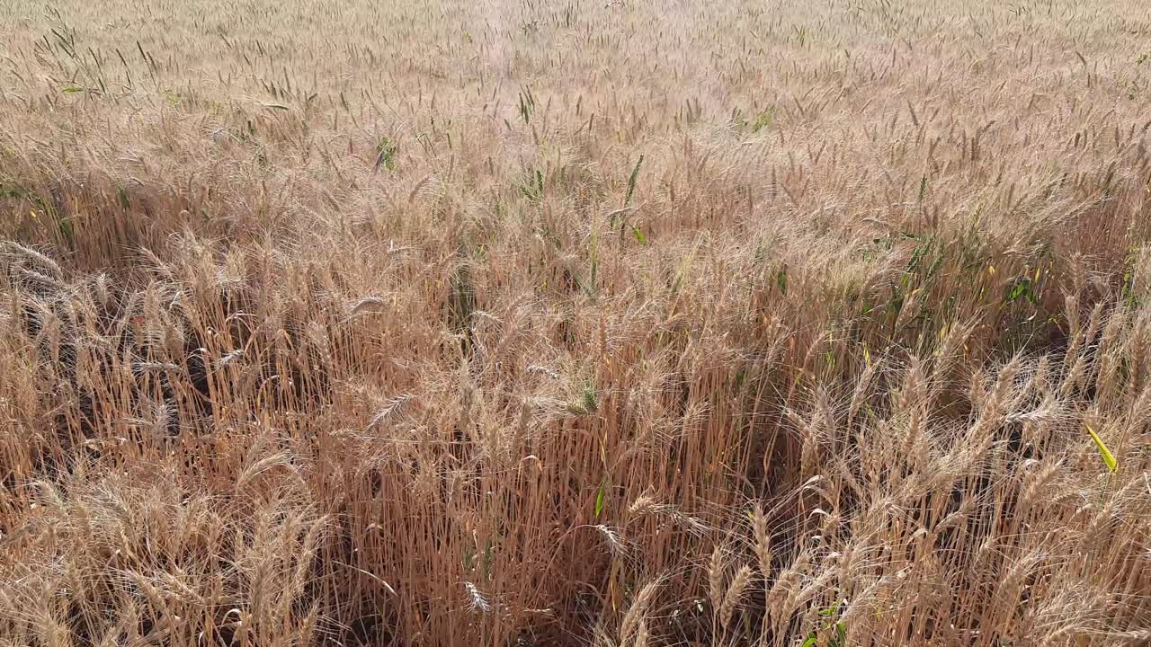 campo de trigo, espigas de trigo que se mecen con el viento suave