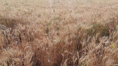 wheatfield, ears of wheat swaying from the gentle wind