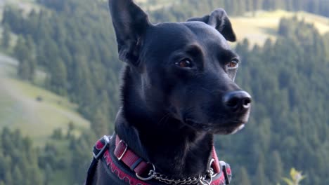 El-Primer-Intento-De-Volar-De-Un-Pequeño-Perro-Negro