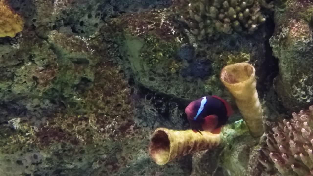 Pesci nuotano in una barriera corallina tropicale.