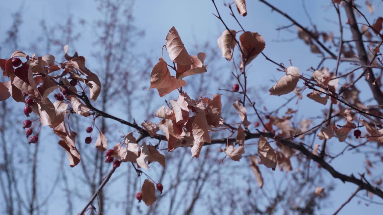 Close-up of dry leaves and small red berries clinging to a tree branch during late winter under a clear blue sky