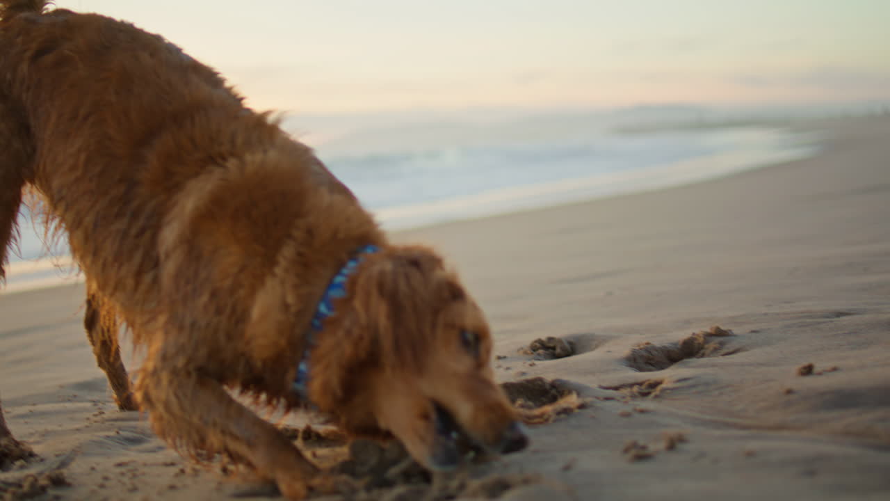 해가 지는 해변에서 야외에서 고 있는 사람과 개