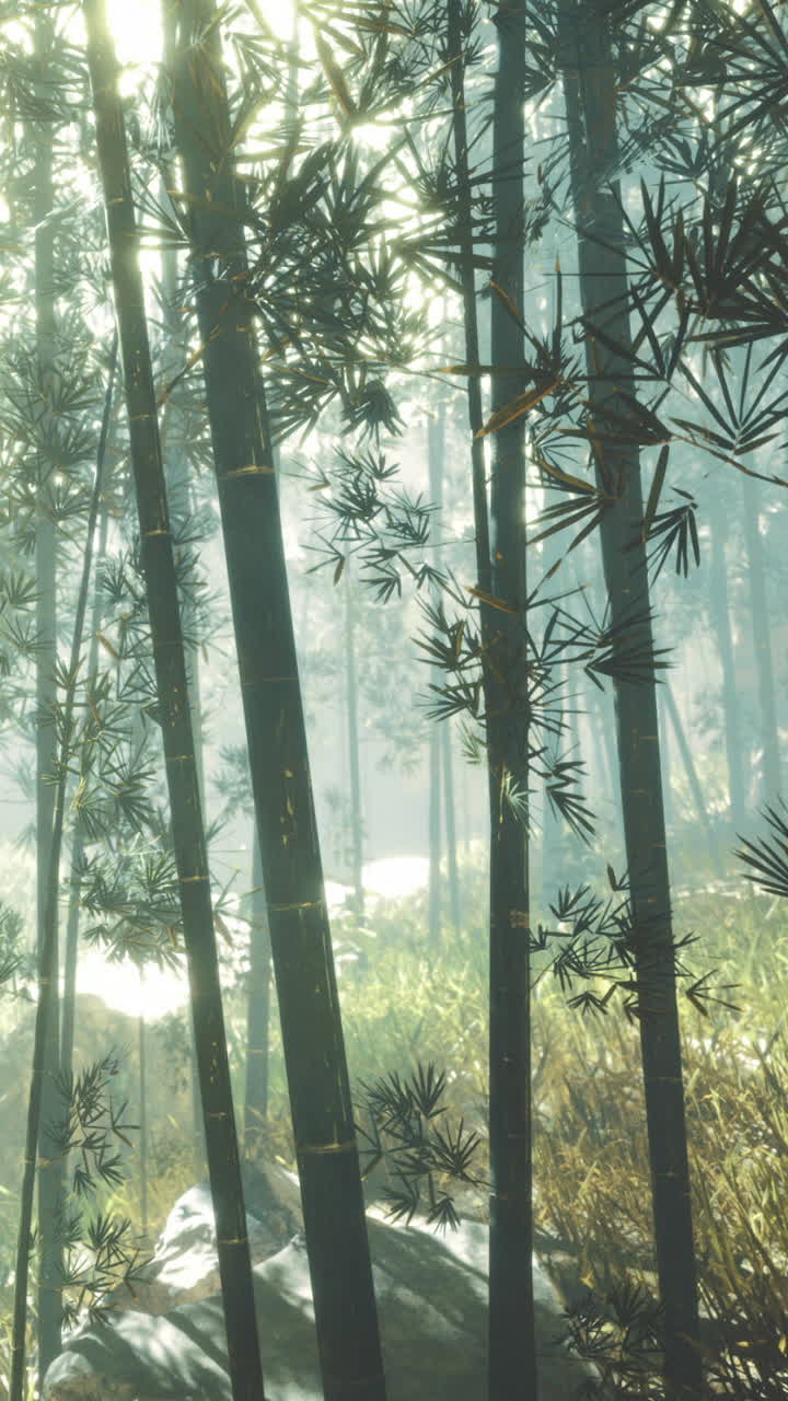 Foresta di bambù con la luce solare che filtra tra gli alberi in un ambiente naturale.
