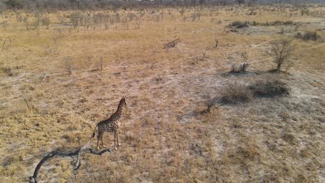 giraffe walking in national park