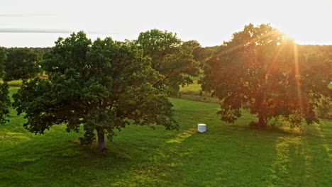 sun shines when flying through oak trees on a field