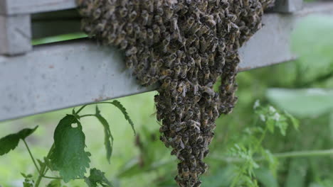 Viele-Bienen-Hängen-Am-Bienenstock