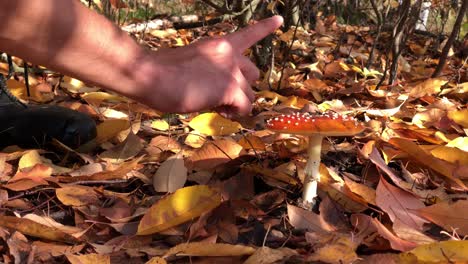amanita-muscaria 숲 숲에 가까이 음식 독 위험한 버섯