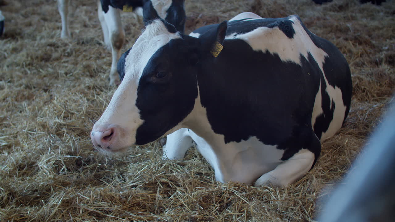 vacas en fila pastando en un granero